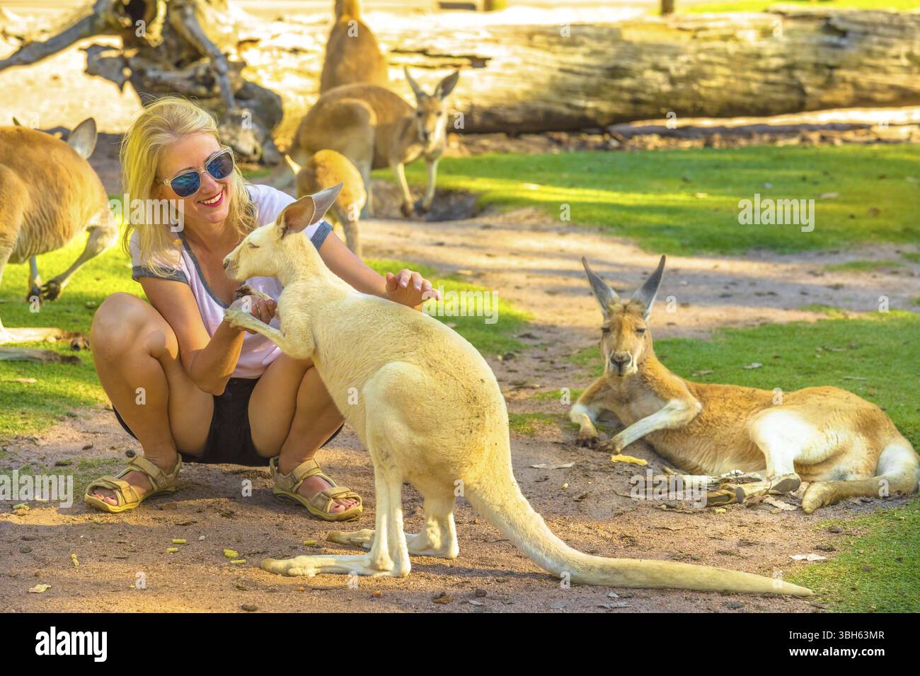Happy woman touche un kangourou piscine dans un parc. Femme touriste jouit d'icône des animaux Australiens du pays. Whiteman, près de Perth, Wester Banque D'Images