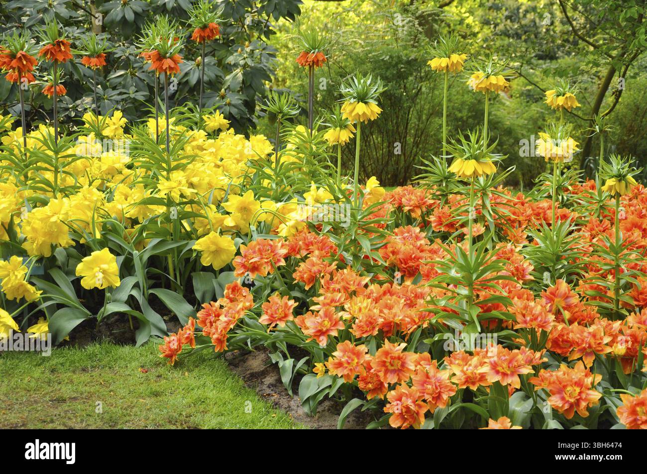 Jaune et orange couronne impériale fritillaries dans le Keukenhof park en Hollande Banque D'Images