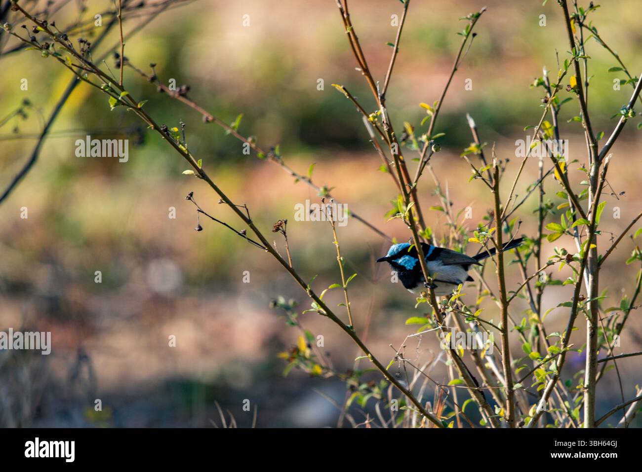 portrait d'une fée mâle gros plan Banque D'Images