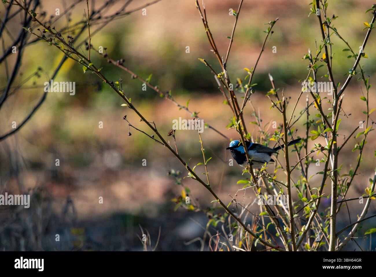 portrait d'une fée mâle gros plan Banque D'Images
