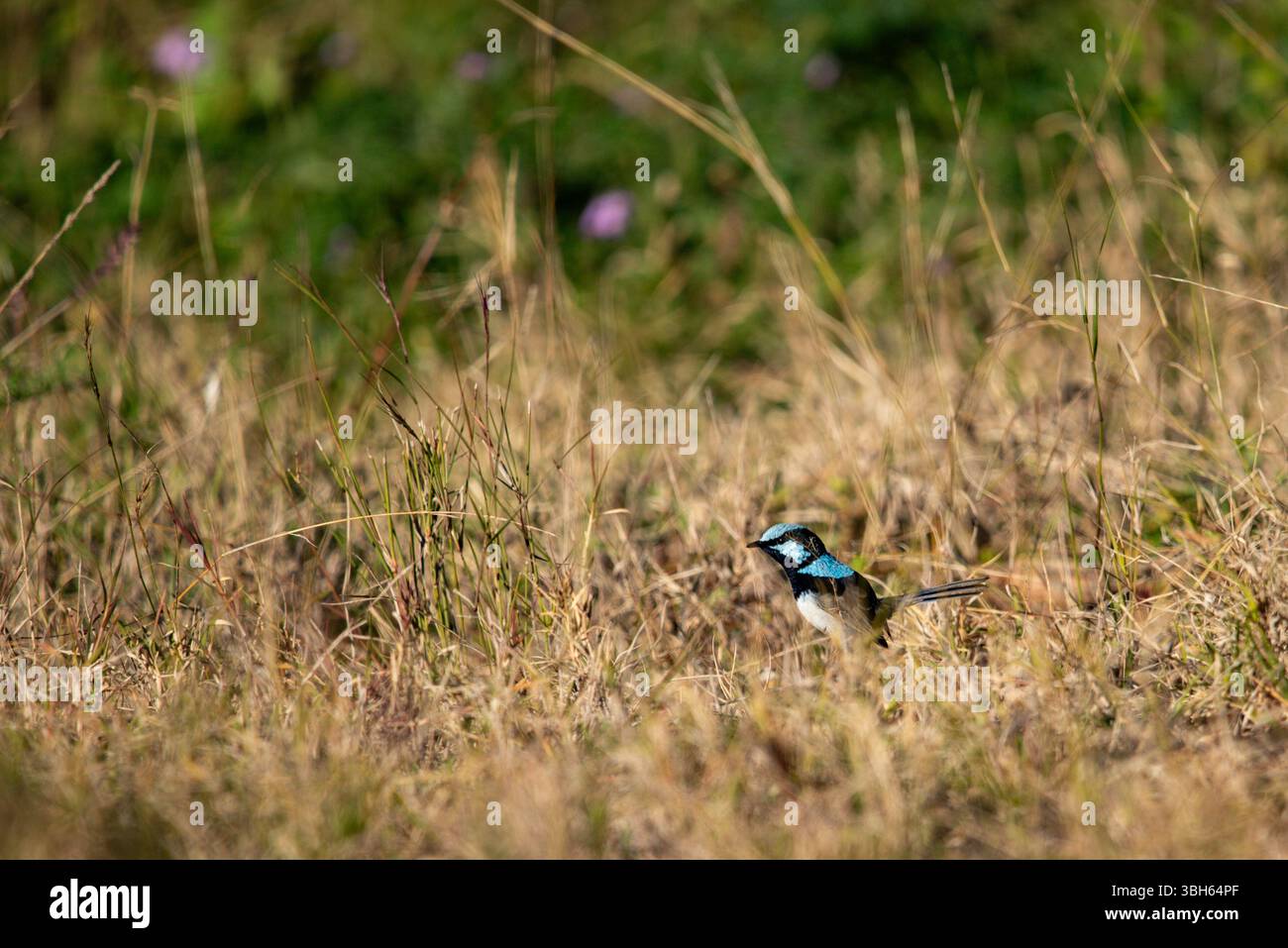 portrait d'une fée mâle gros plan Banque D'Images