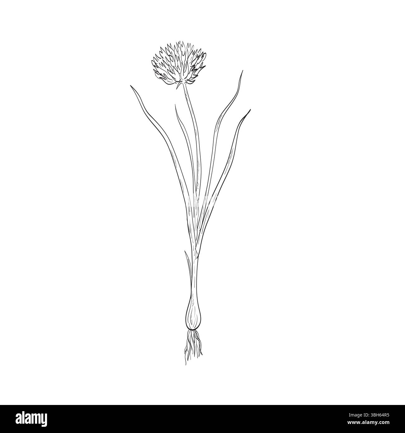 Dessin illustration de style croquis d'une ciboulette ou Allium schoenoprasum, une espèce de plante vivace à fleurs de la famille des Amaryllidaceae utilisée comme spi Illustration de Vecteur