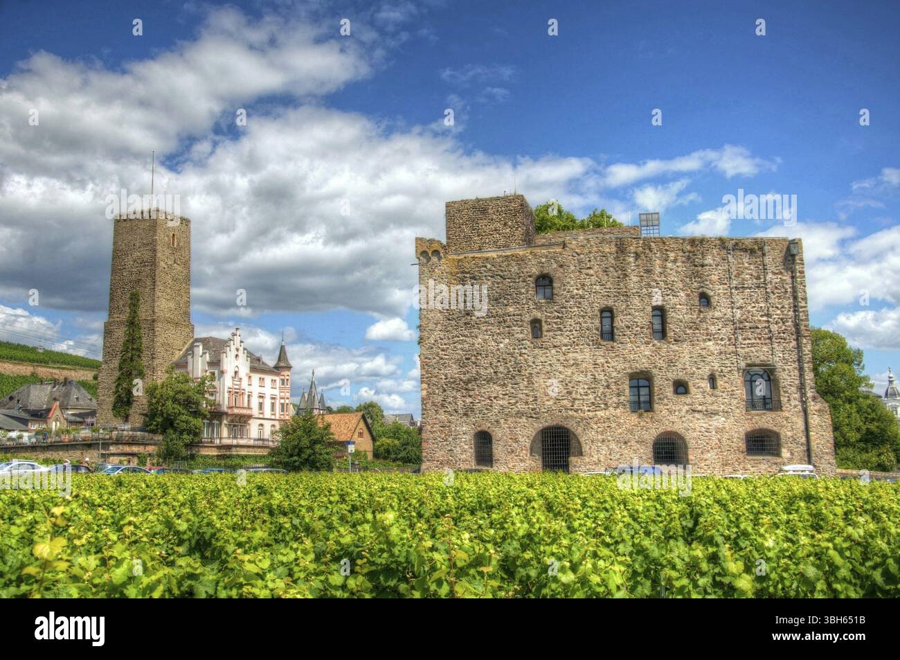 Vignoble près du château médiéval forteresse Boosenburg à Ruedesheim, Hesse, Allemagne, Europe Banque D'Images