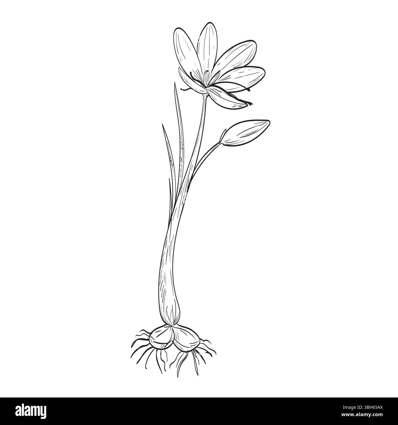 Dessin illustration de style croquis d'un Crocus sativus, crocus safran ou crocus d'automne, une espèce de plante à fleurs de la famille de l'iris Iridaceae sur i. Illustration de Vecteur