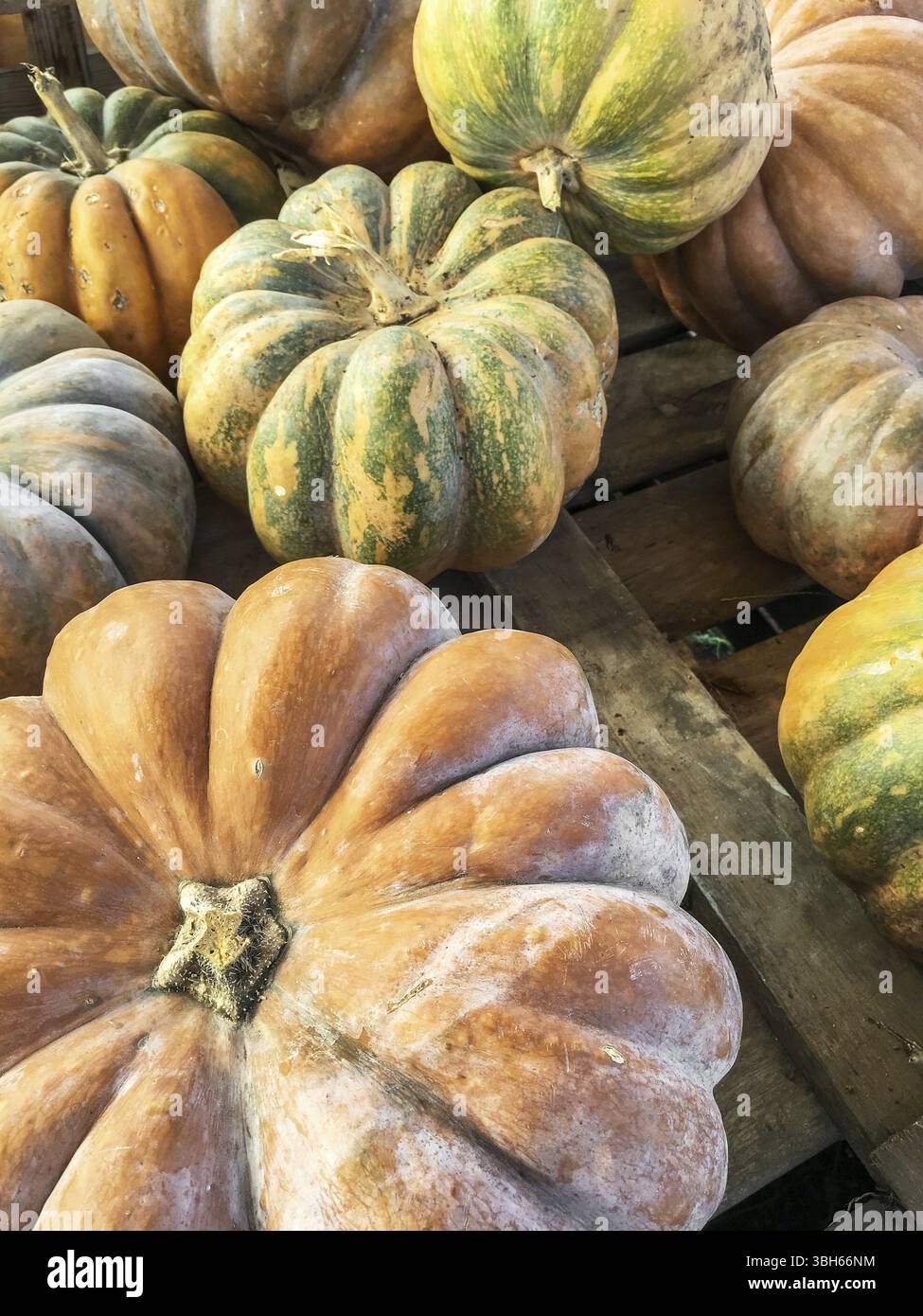 Collection de citrouilles de différentes couleurs. Récolte d'automne. Événement d'Halloween. Nature et bien-être Banque D'Images