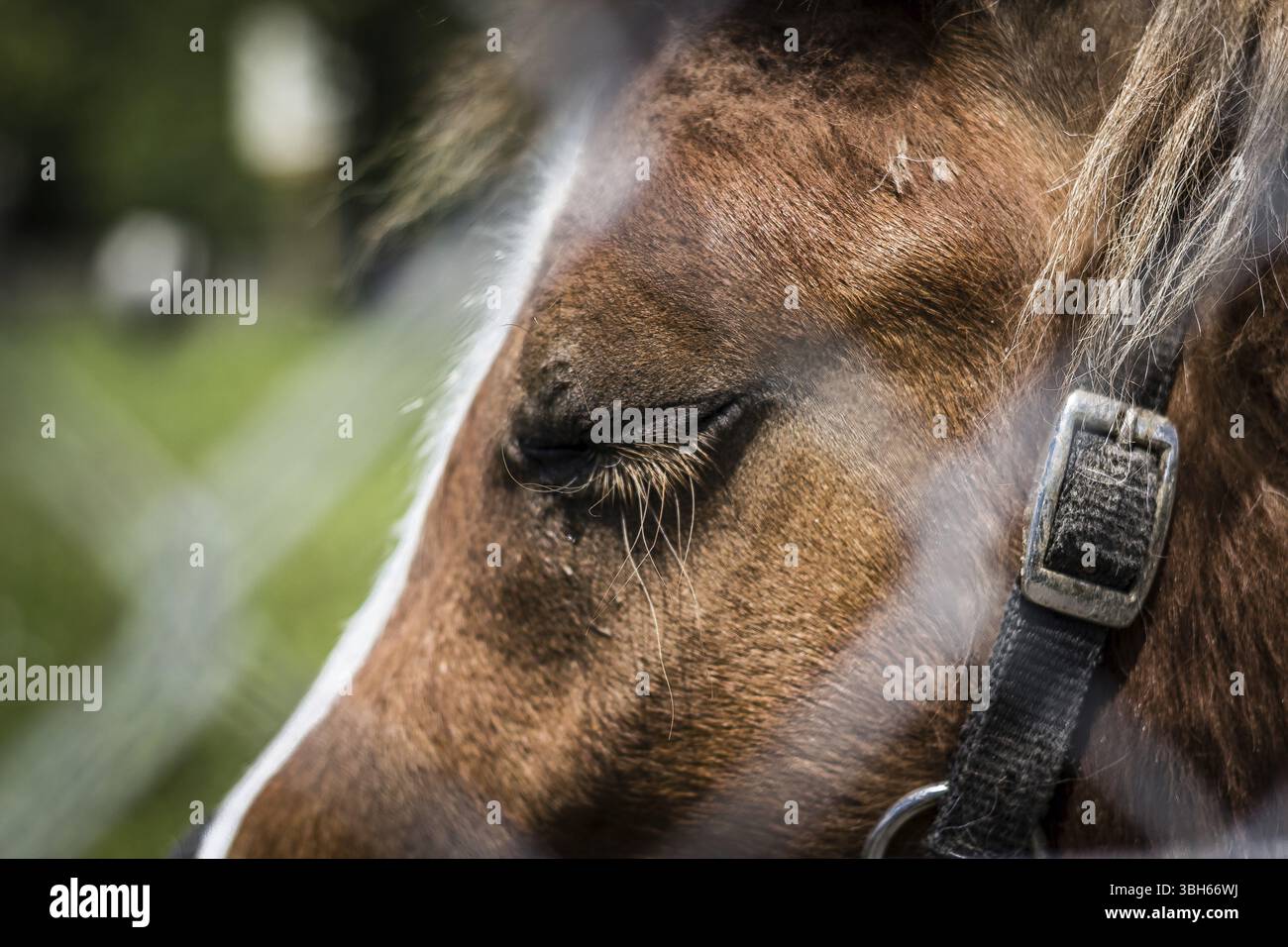 Gros plan du museau d'un cheval Banque D'Images