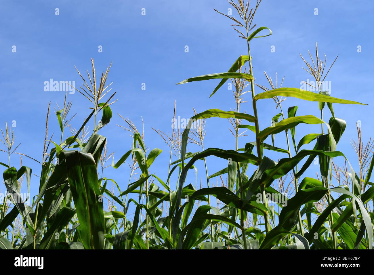 Les sommets des grandes plantes de maïs atteignant un ciel bleu clair, leurs pompons se balançant doucement dans la brise. Banque D'Images