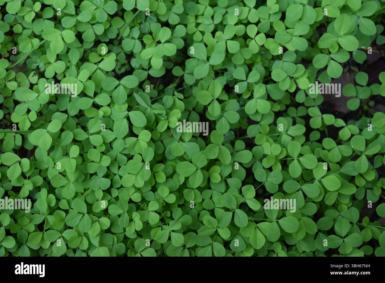 trèfles verts éclatants avec des feuilles détaillées et des textures délicates Banque D'Images