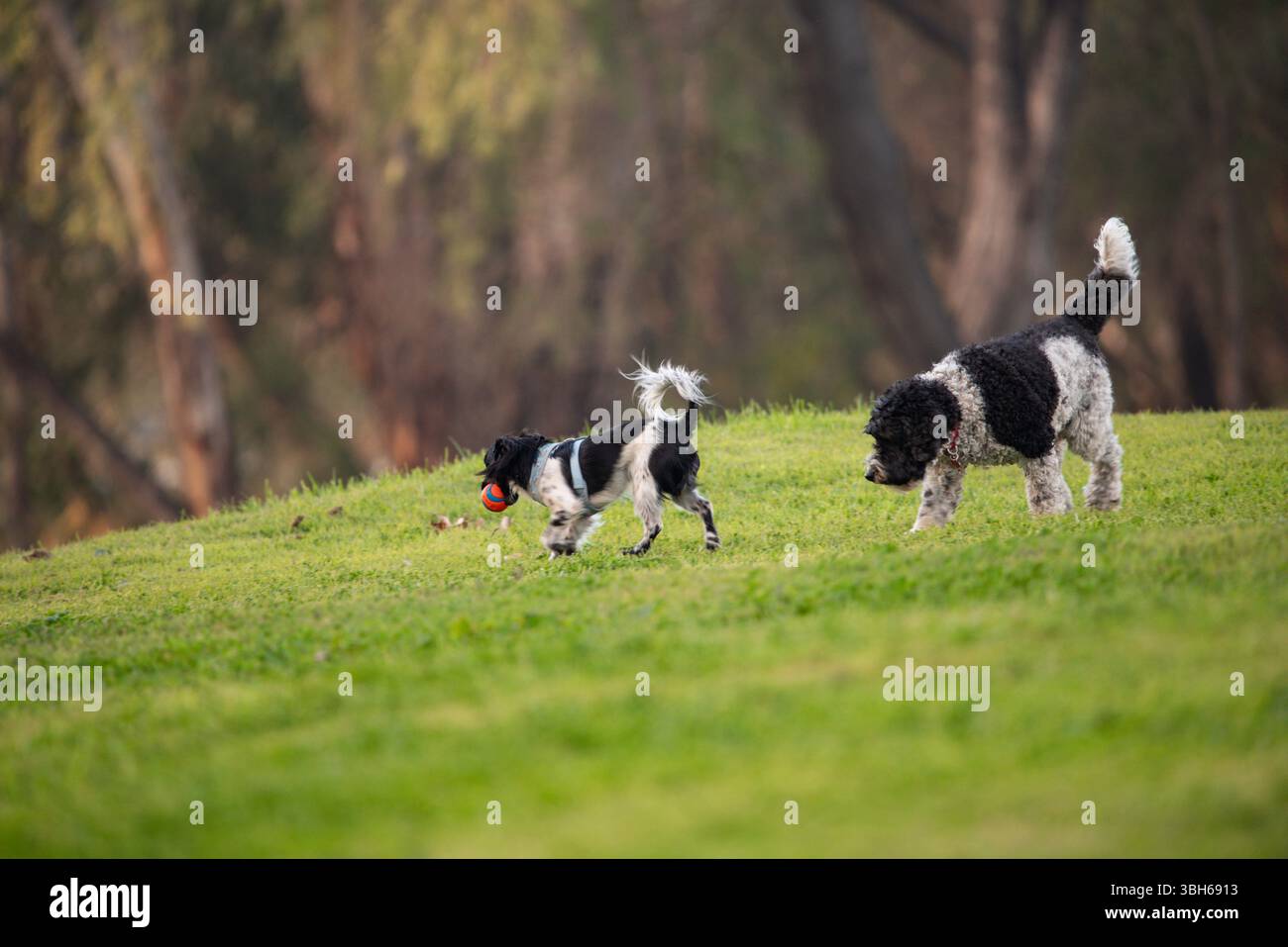 chiens jouant avec une balle au parc Banque D'Images