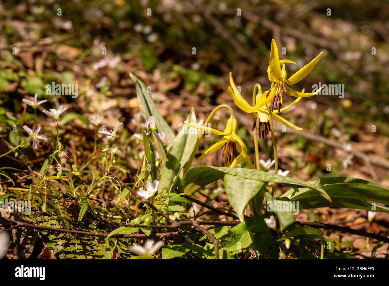 Truite Lily Blossoms dans les Smokies au printemps Banque D'Images