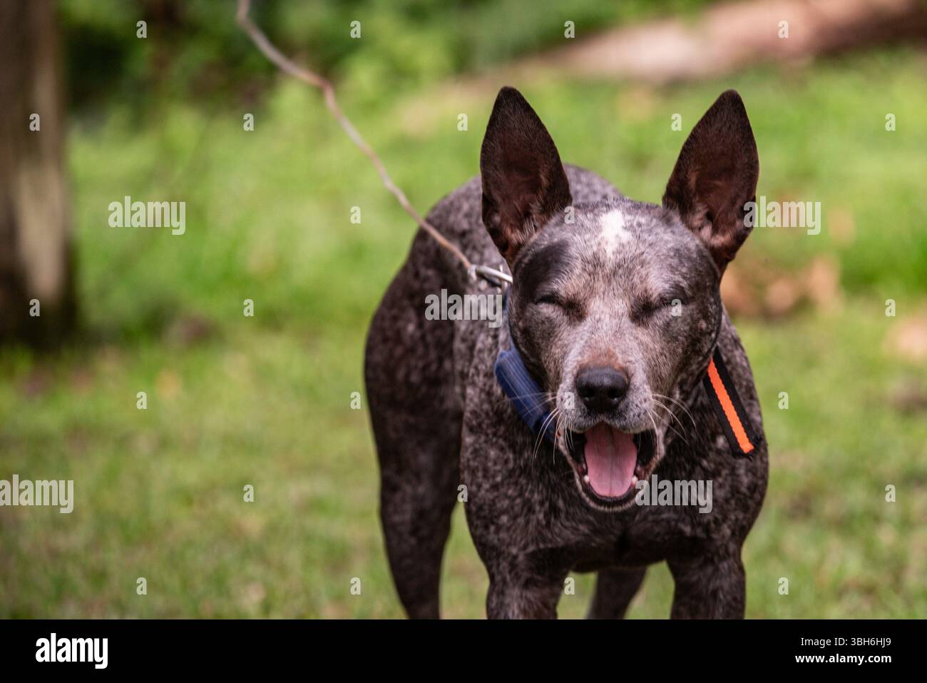blue heeler avec une expression comique Banque D'Images