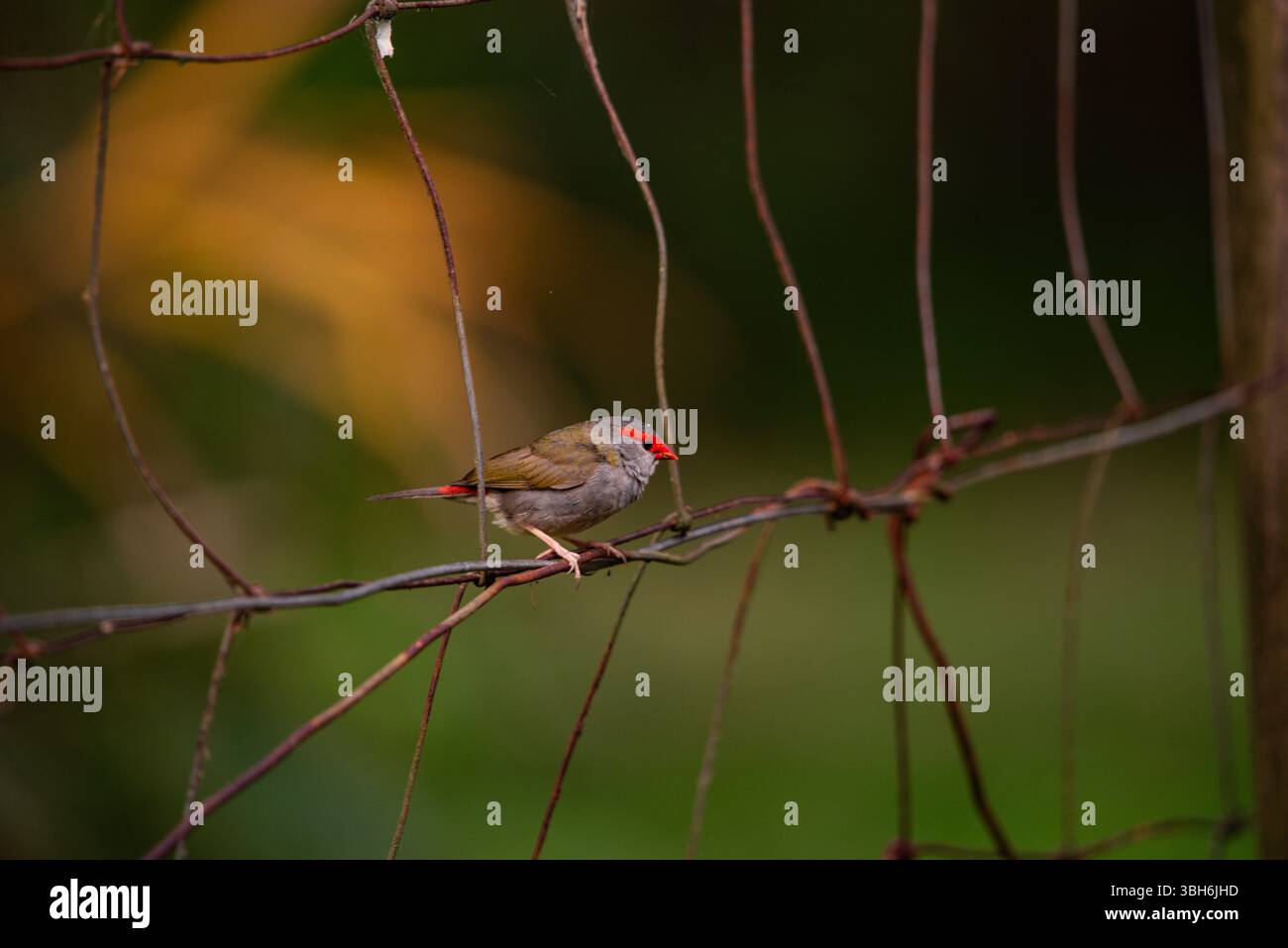 portrait d'un finch sourd rouge en gros plan Banque D'Images