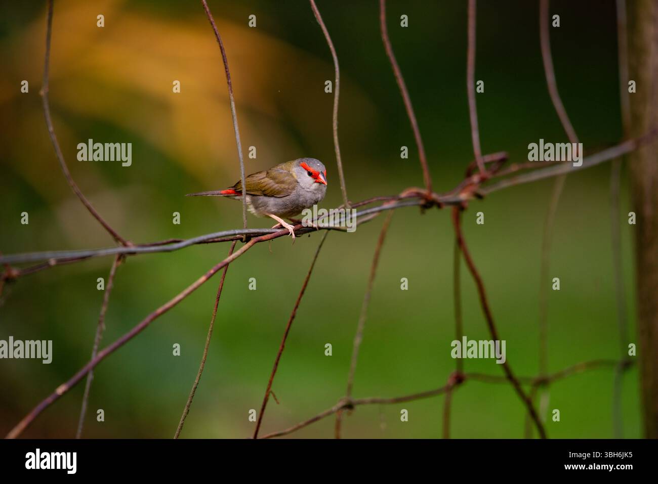 portrait d'un finch sourd rouge en gros plan Banque D'Images