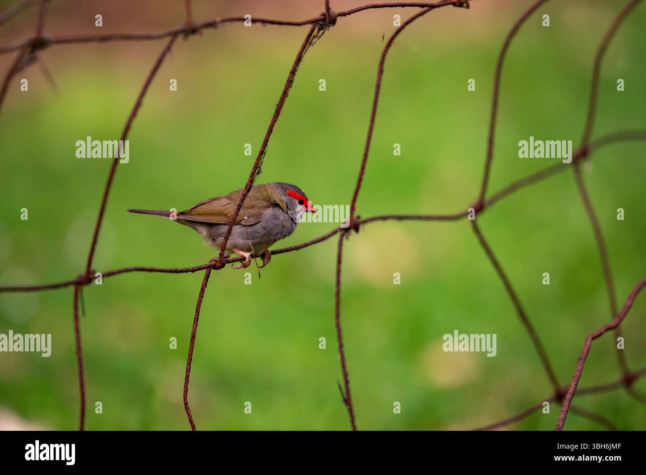 portrait d'un finch sourd rouge en gros plan Banque D'Images
