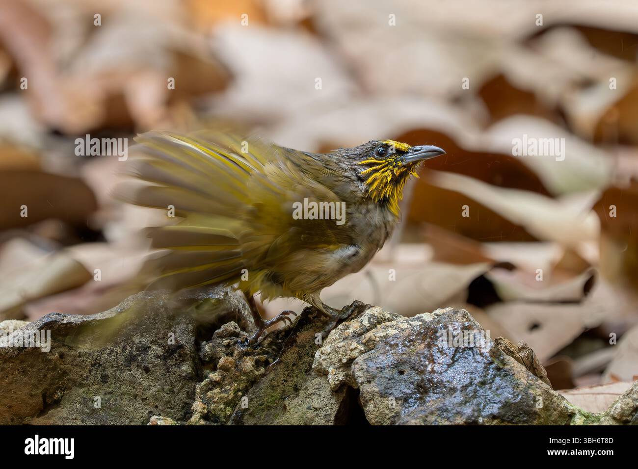 Bulbul à gorge rayée - Pycnonotus finlaysoni, bel oiseau timide perché des forêts et des bois asiatiques, Vietnam. Banque D'Images