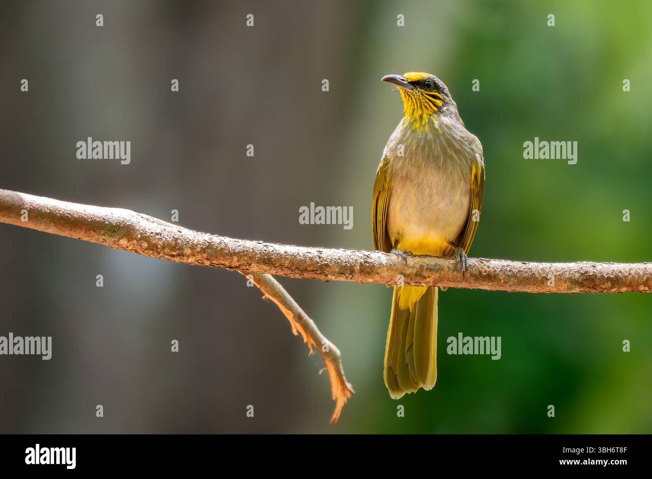 Bulbul à gorge rayée - Pycnonotus finlaysoni, bel oiseau timide perché des forêts et des bois asiatiques, Vietnam. Banque D'Images