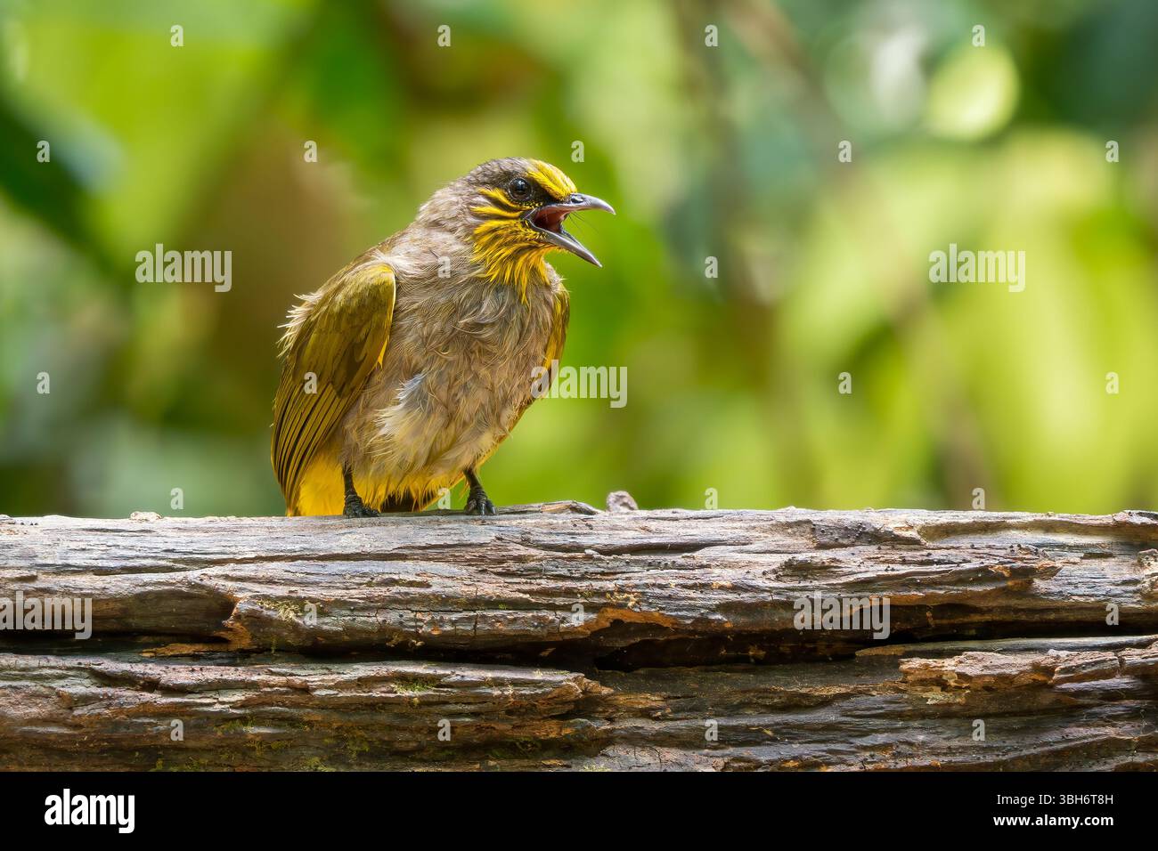 Bulbul à gorge rayée - Pycnonotus finlaysoni, bel oiseau timide perché des forêts et des bois asiatiques, Vietnam. Banque D'Images