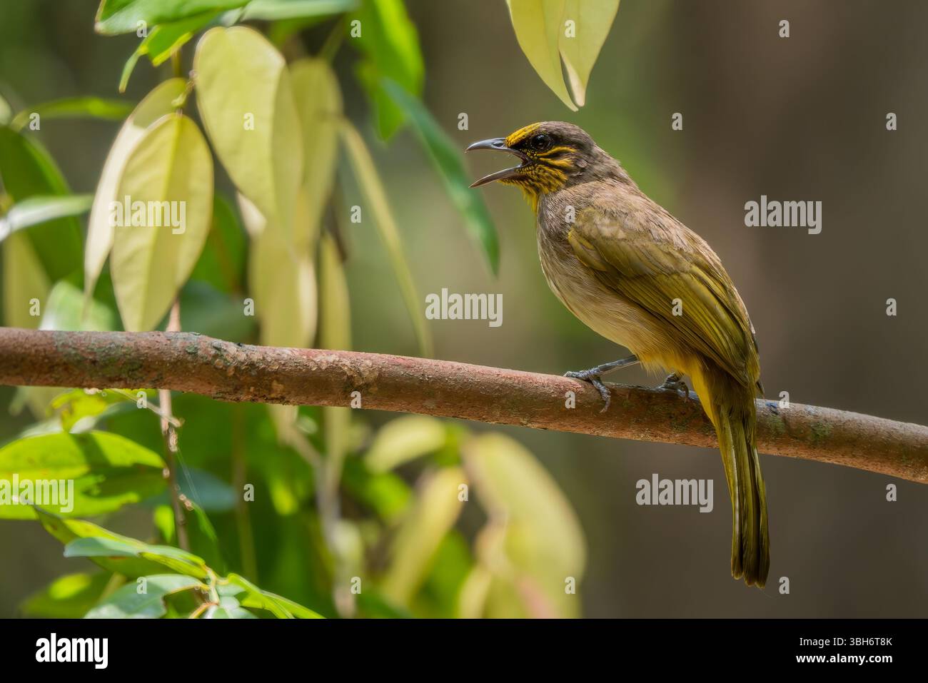 Bulbul à gorge rayée - Pycnonotus finlaysoni, bel oiseau timide perché des forêts et des bois asiatiques, Vietnam. Banque D'Images