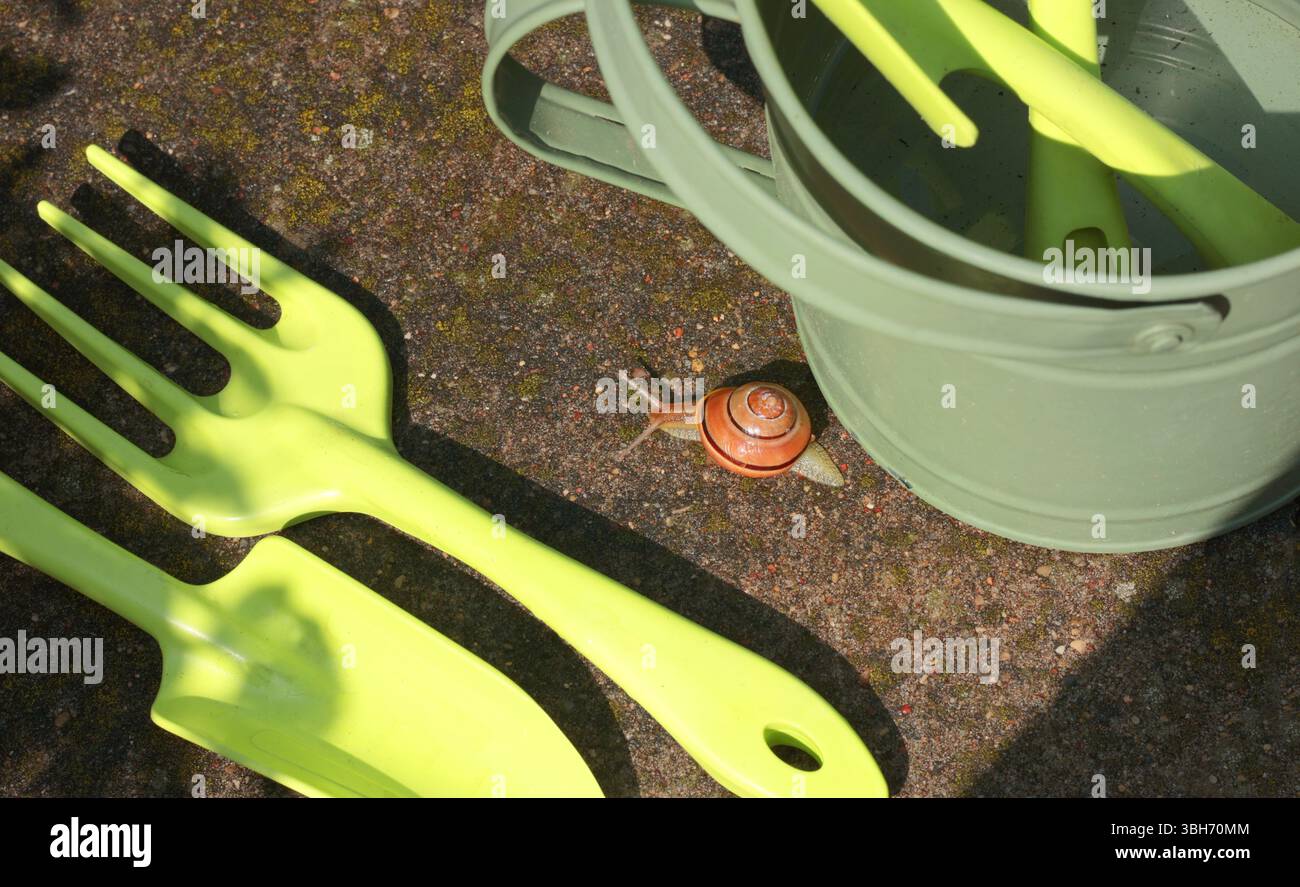 Escargot rampant sur l'arrosoir. Jardin et nature. Parasites et outils. Banque D'Images