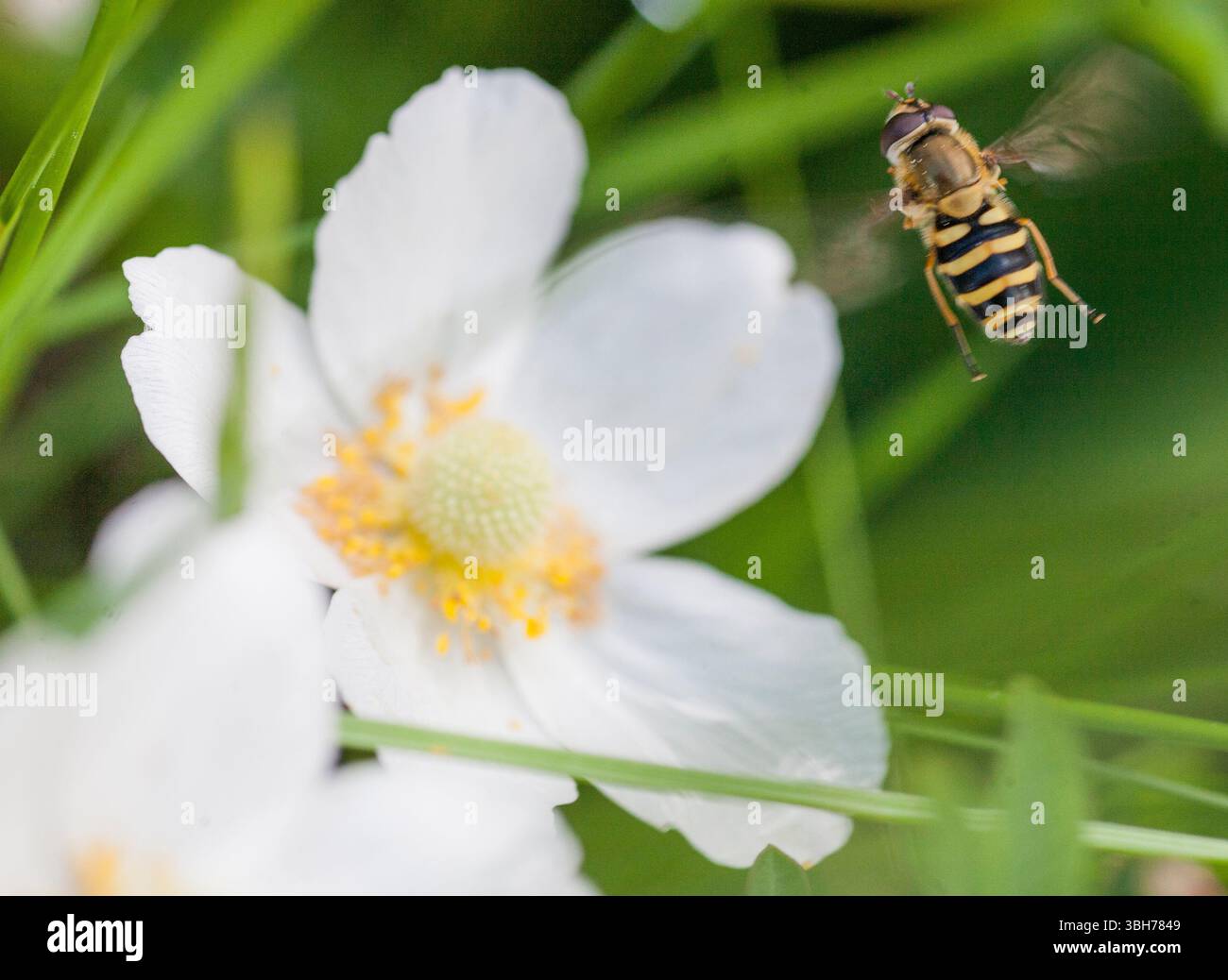 Mindre Solblomfluga Syrphus Vitripennis planer dans le jardin Banque D'Images