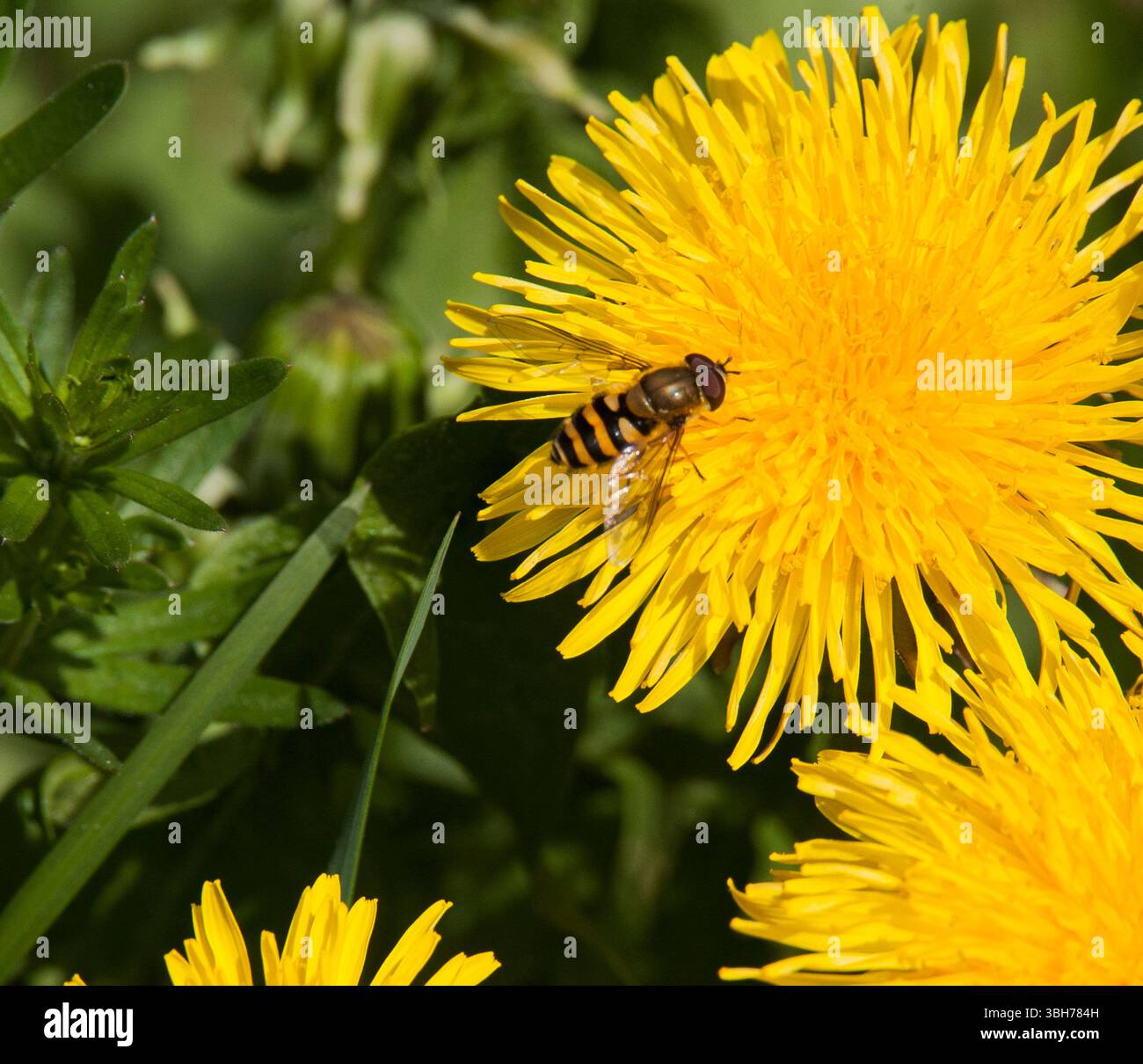Mindre Solblomfluga Syrphus Vitripennis planer dans le jardin Banque D'Images