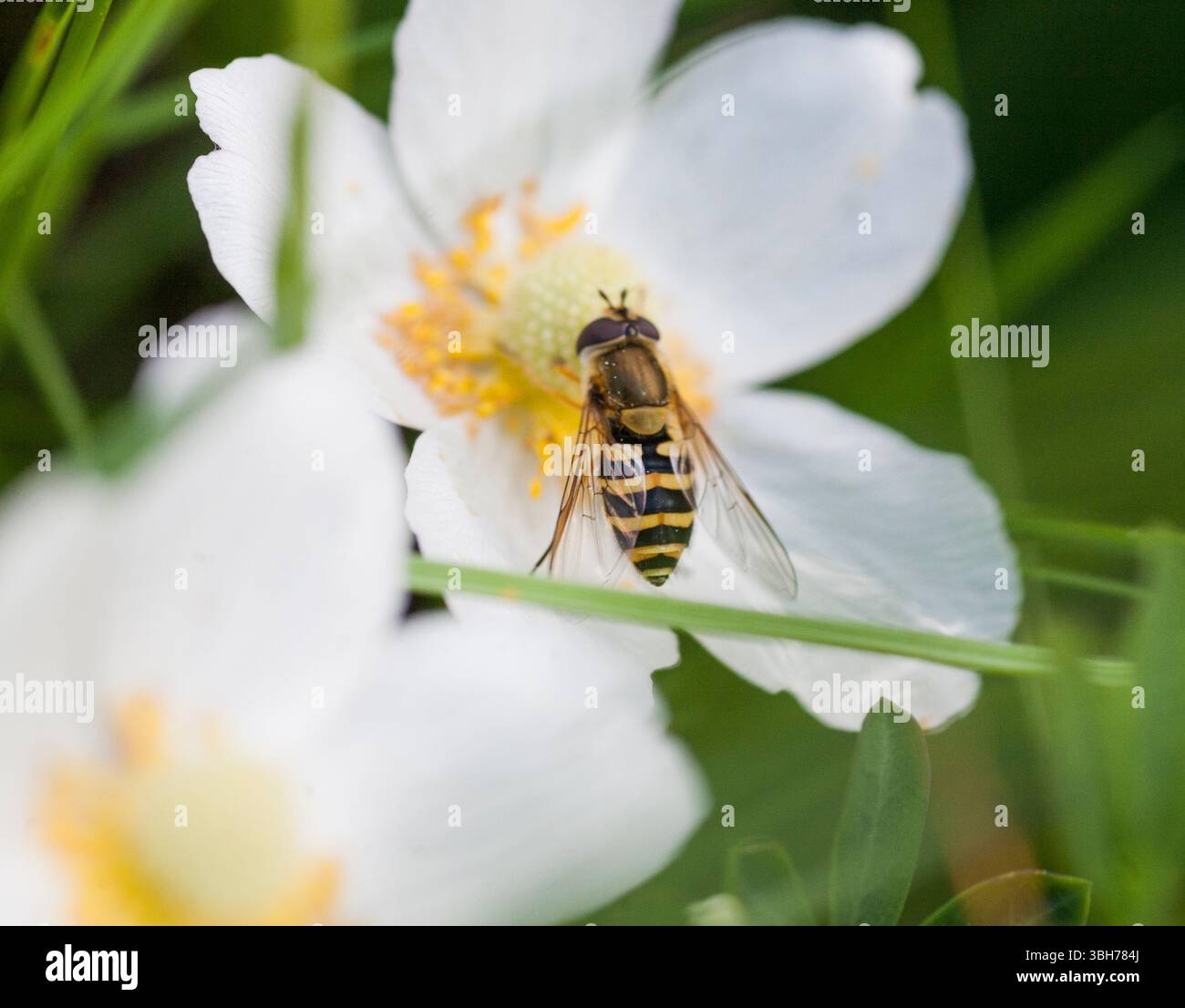 Mindre Solblomfluga Syrphus Vitripennis planer dans le jardin Banque D'Images