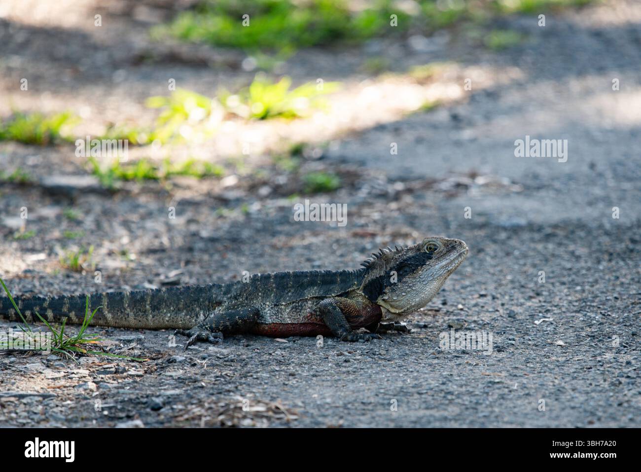 gros lézard de surveillance de l'eau en gros plan Banque D'Images