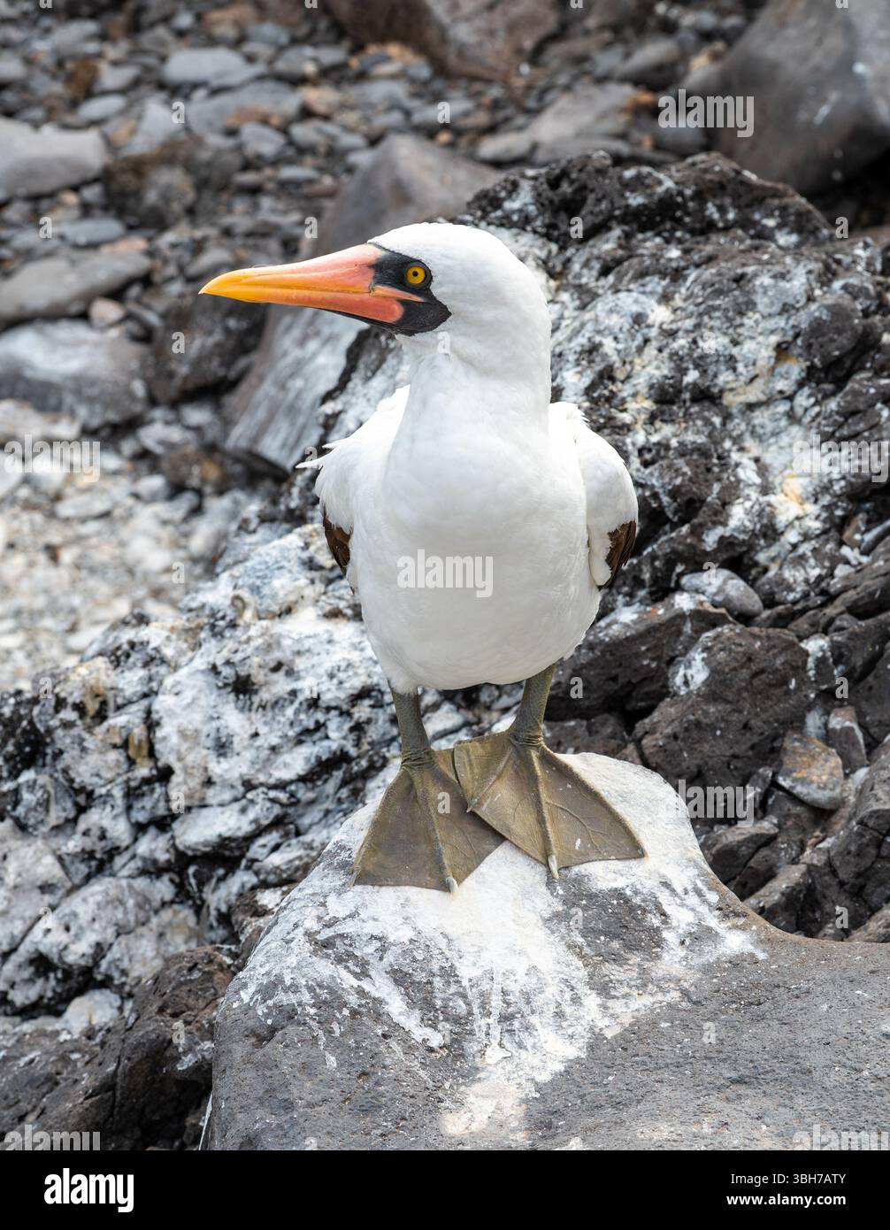 Nazca Booby debout sur le rocher, Suarez point, île d'Espanola, Galapagos Banque D'Images