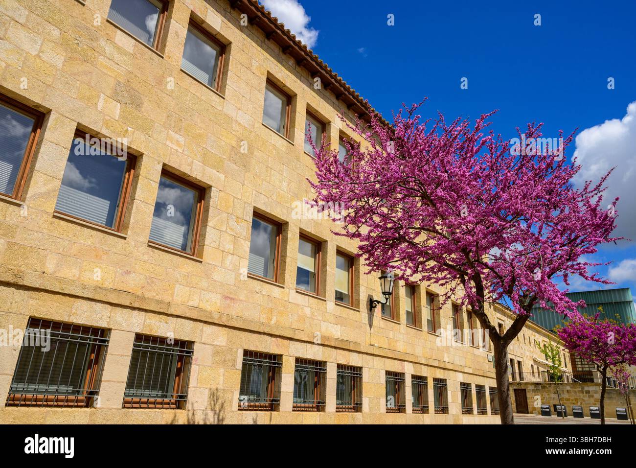 Jacarandas arbres à Zamora, Castille-et-León, Espagne Banque D'Images