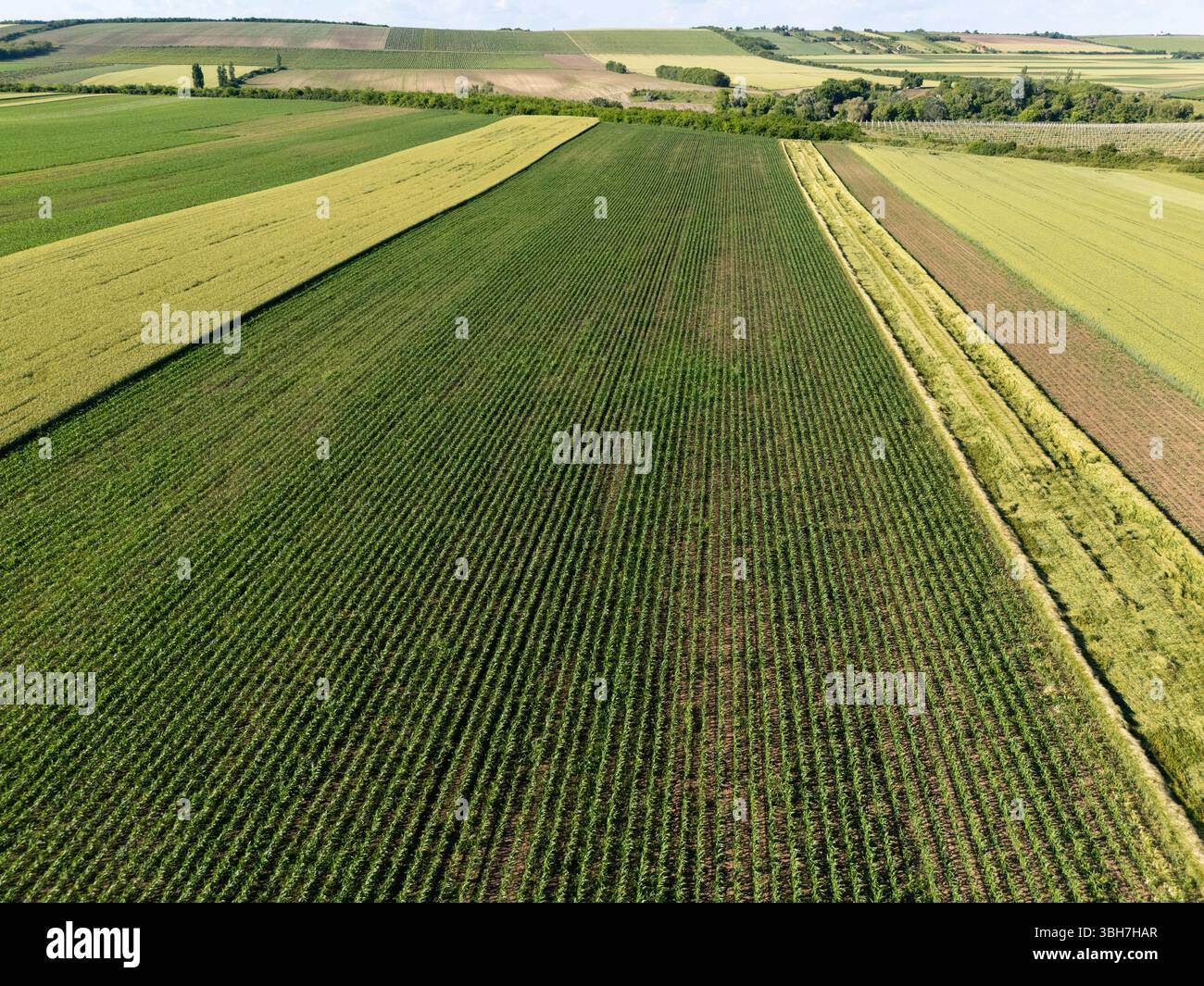 Vue aérienne d'un champ agricole. Banque D'Images