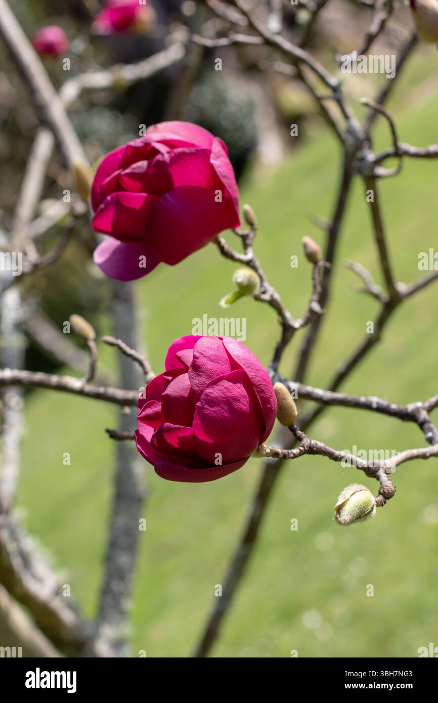 Magnolia de soucoupe avec globe forment des fleurs violettes foncées. Tulipe en fleurs. Magnolia soulangeana plante à fleurs dans le jardin de printemps. Banque D'Images