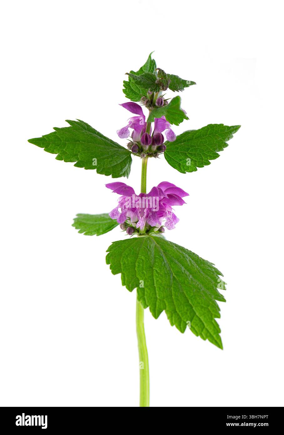 Fleurs fraîches d'ortie morte tachetée isolées sur fond blanc. Lamium maculatum. Herbe médicinale Banque D'Images
