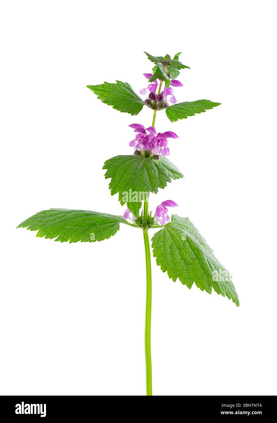 Fleurs fraîches d'ortie morte tachetée isolées sur fond blanc. Lamium maculatum. Herbe médicinale Banque D'Images