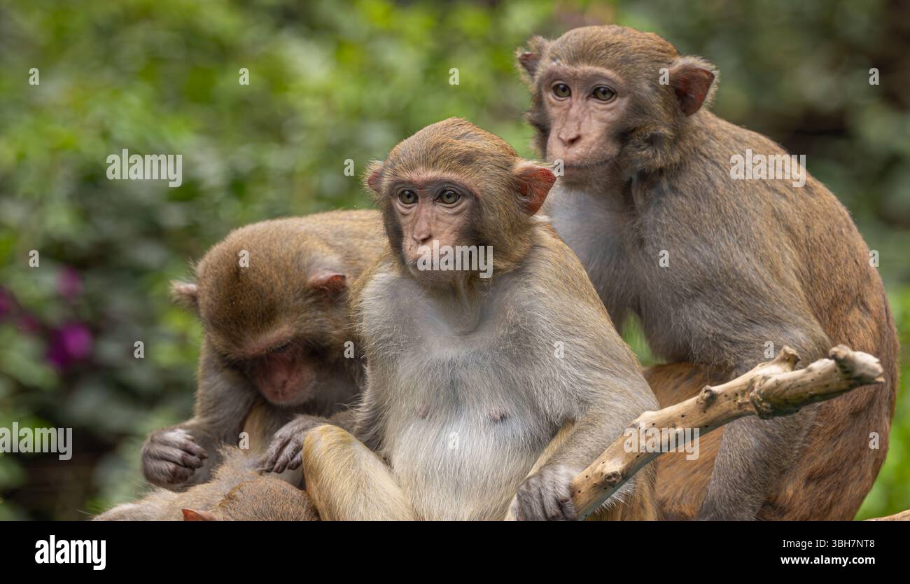Macaques dans la nature. Les macaques constituent un genre (Macaca) de singes grégaires. Les macaques se trouvent dans une variété d'habitats à travers les conti asiatiques Banque D'Images
