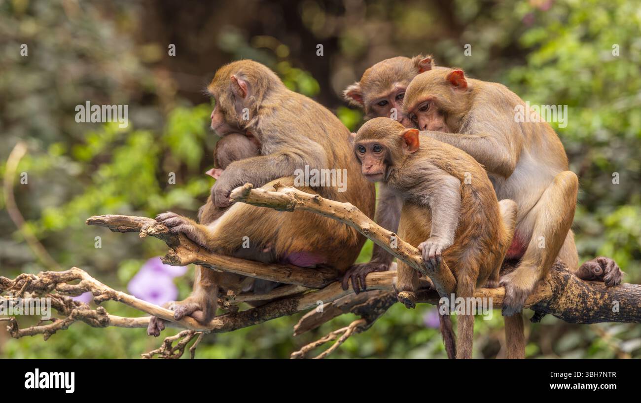 Macaques dans la nature. Les macaques constituent un genre (Macaca) de singes grégaires. Les macaques se trouvent dans une variété d'habitats à travers les conti asiatiques Banque D'Images