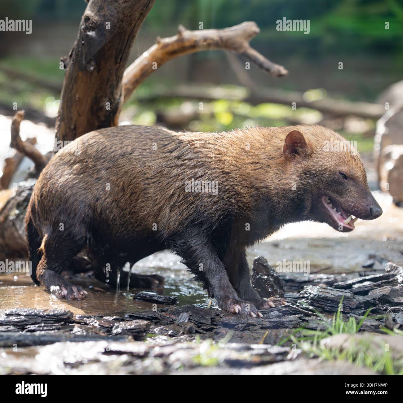 Chien de brousse (Speothos venaticus) dans la nature. Les chiens de brousse sont trouvés du Panama en Amérique centrale, à travers une grande partie de l'Amérique du Sud. Banque D'Images