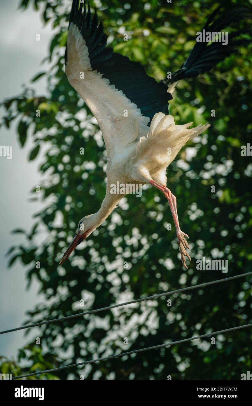 Cigogne blanche en vol avec ailes étendues sur un fond de feuilles d'arbre vertes Banque D'Images