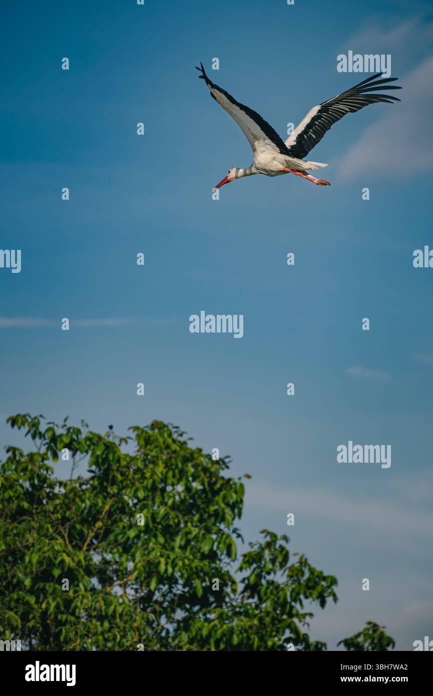 Cigogne blanche en vol, ailes déployées contre un ciel bleu clair. Banque D'Images