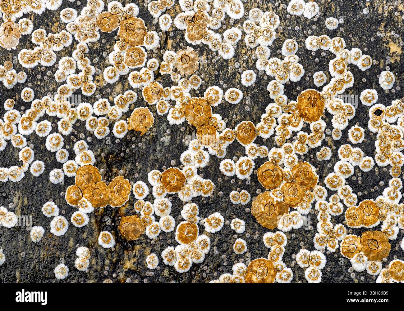 Lichen de différentes couleurs prospère sur une surface de pierre accidentée, mettant en valeur la résilience et la beauté de la nature dans un cadre de lumière du jour. Banque D'Images