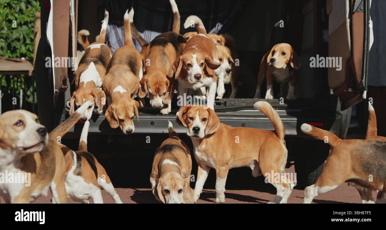 Chiens Beagle sortant excitamment du coffre d'une voiture, courir et aboyer joyeusement pendant une journée de chasse, incarnant l'esprit d'aventure et de camaraderie dans les grands espaces Banque D'Images