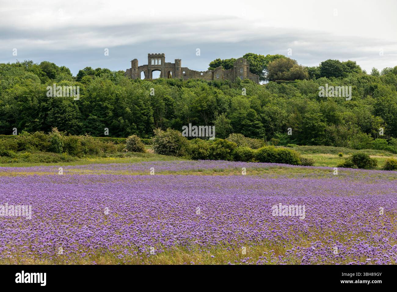 Observatoire de Ratcheugh au-delà des champs de phacélie Banque D'Images