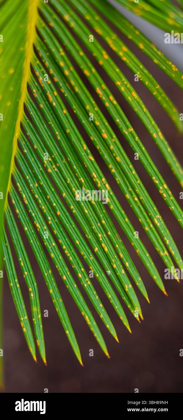 Gros plan des feuilles de cycas revoluta montrant une infection fongique causant des taches jaunes, soulignant l'impact des maladies des plantes sur la santé du feuillage Banque D'Images
