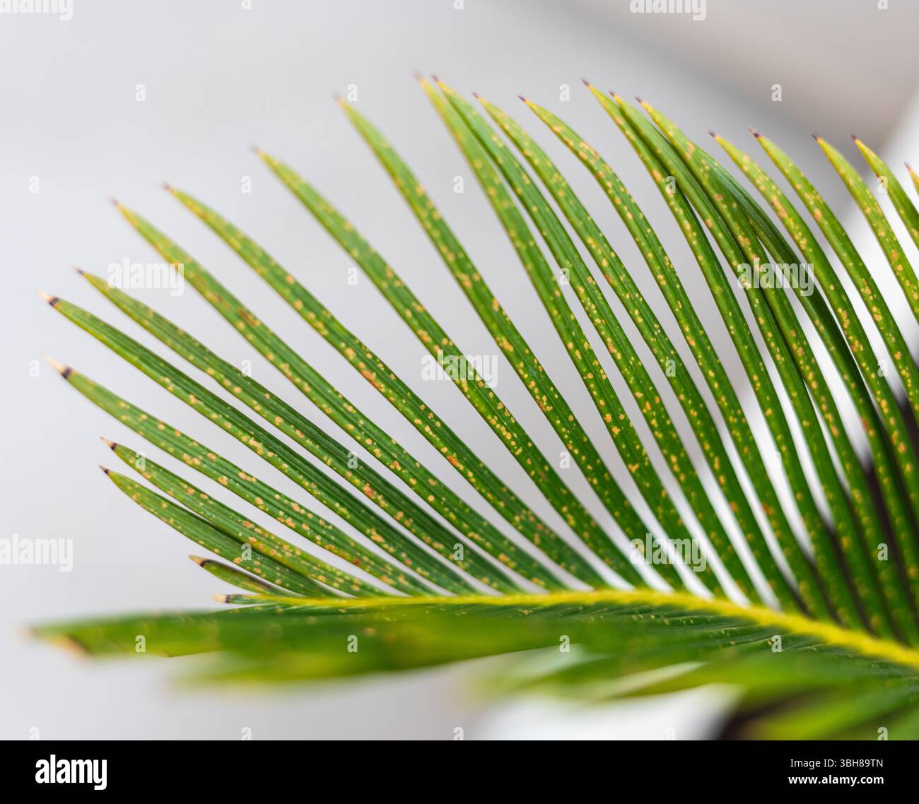 Gros plan d'une feuille de cycas revoluta montrant une infection fongique causant des taches jaunes, soulignant l'impact des maladies des plantes sur la santé du feuillage et la valeur ornementale Banque D'Images