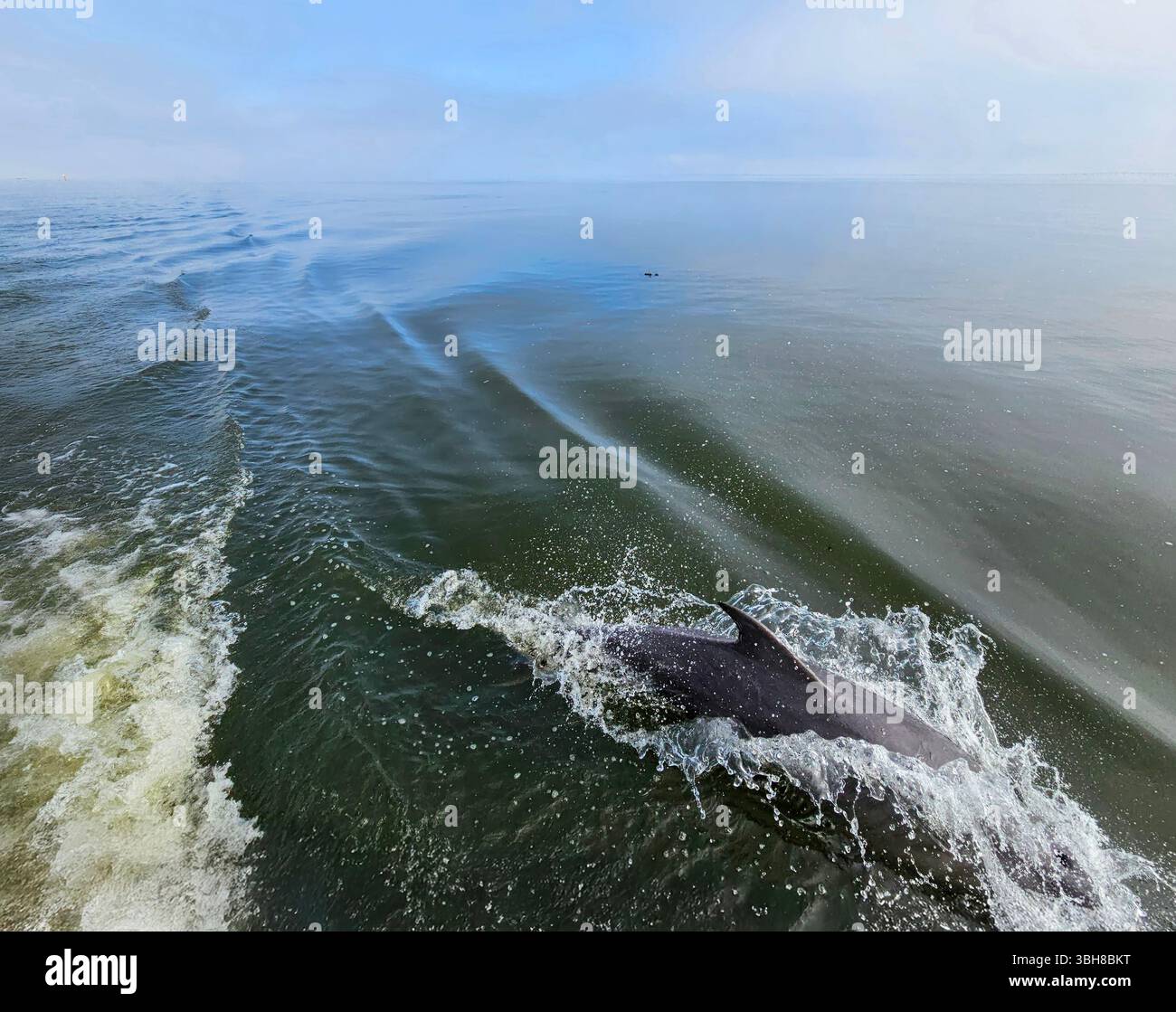Un dauphin suit un bateau dans la baie d'Apalachicola, en Floride Banque D'Images