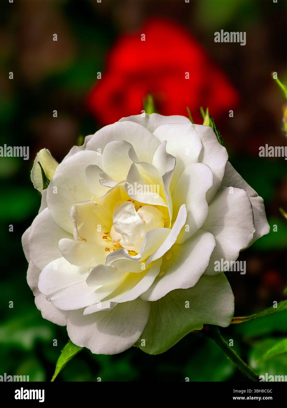 Élégante photographie macro d'une rose blanche immaculée, mettant en valeur ses pétales délicats et son centre jaune doux, sur fond flou d'une rose rouge. Banque D'Images