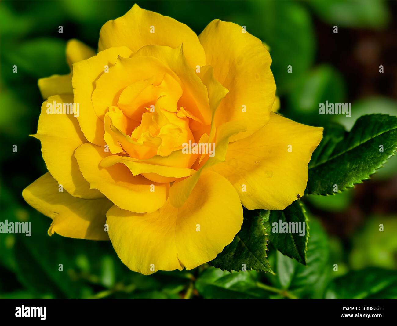 Photographie macro vibrante d'une superbe rose jaune en pleine floraison, mettant en valeur sa riche couleur et sa structure complexe de pétales. Posez-vous contre les feuilles vertes luxuriantes Banque D'Images
