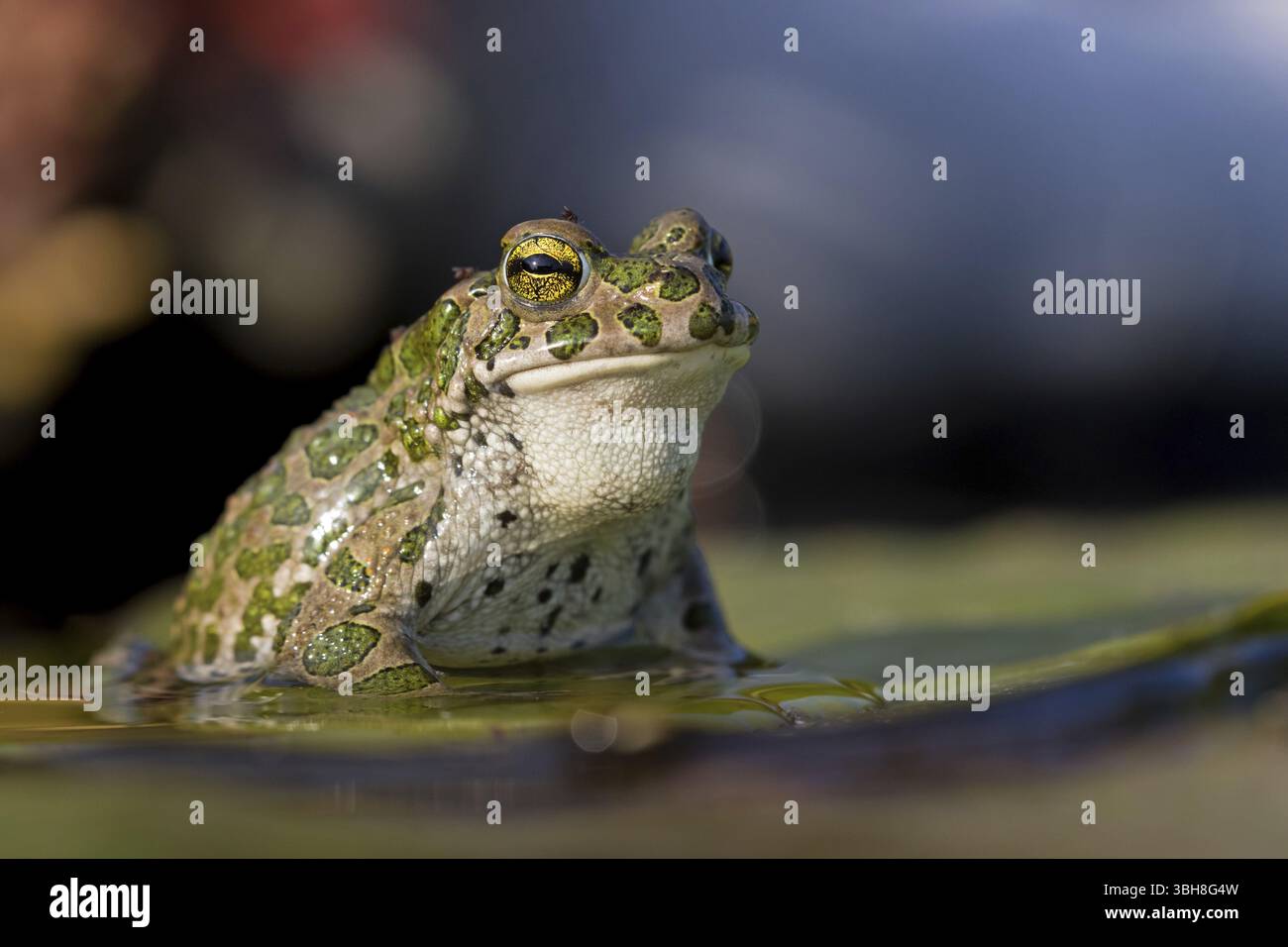Crapaud vert, crapaud vert, crapaud maison, crapaud variable, crapaud village, crapaud panaché, (Bufotes viridis), animaux, grenouilles, famille des crapauds, Beindersheim, Bad Dï¿½ Banque D'Images