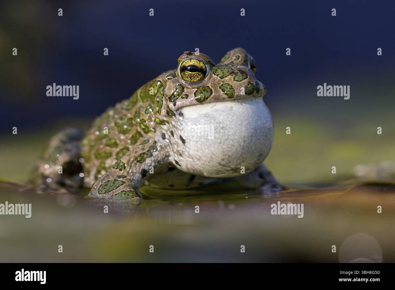Crapaud vert, crapaud vert, crapaud maison, crapaud variable, crapaud village, crapaud panaché, (Bufotes viridis), animaux, grenouilles, famille des crapauds, Beindersheim, Bad Dï¿½ Banque D'Images
