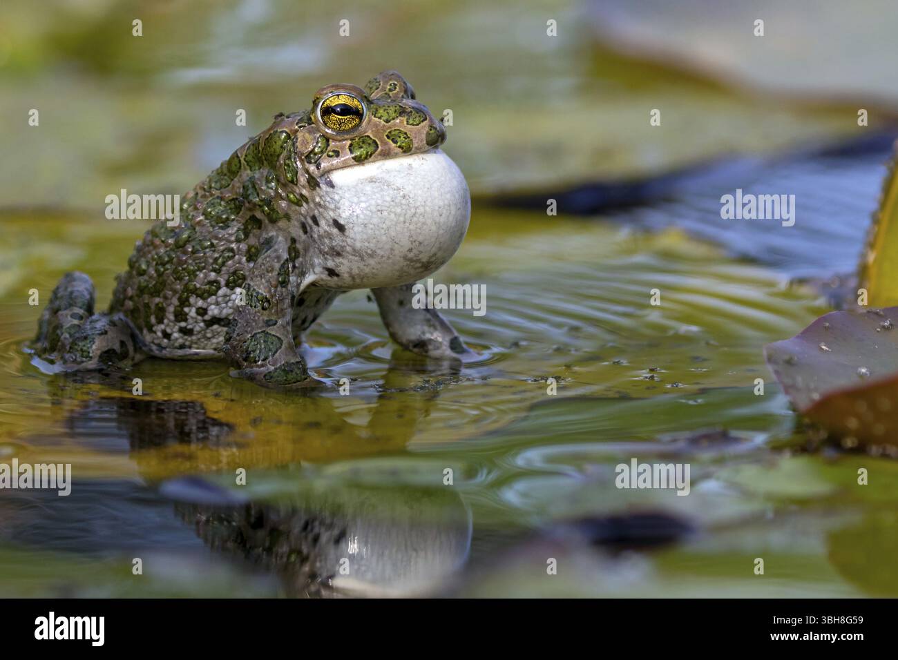 Crapaud vert, crapaud vert, crapaud maison, crapaud variable, crapaud village, crapaud panaché, (Bufotes viridis), animaux, grenouilles, famille des crapauds, Beindersheim, Bad Dï¿½ Banque D'Images
