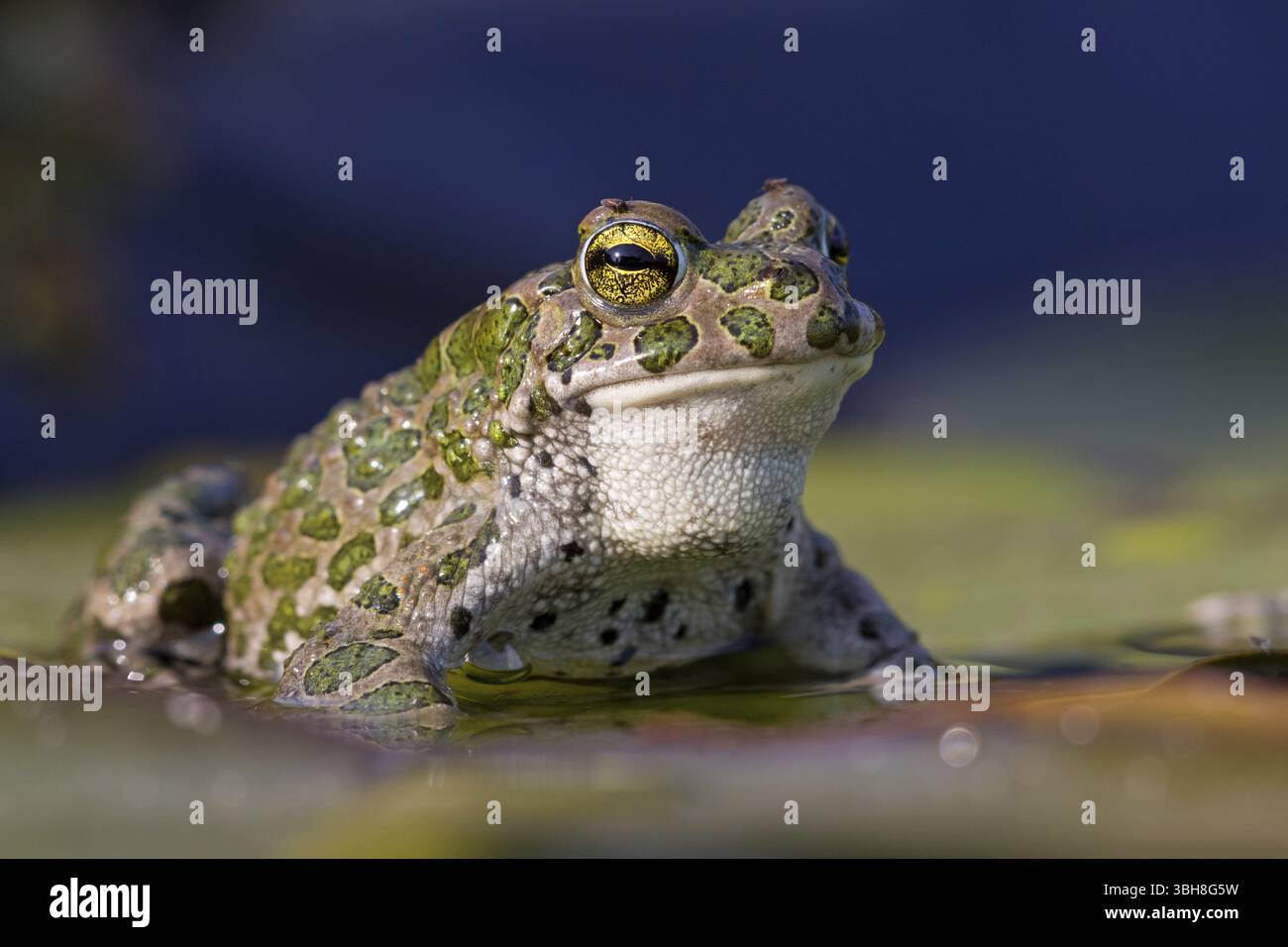 Crapaud vert, crapaud vert, crapaud maison, crapaud variable, crapaud village, crapaud panaché, (Bufotes viridis), animaux, grenouilles, famille des crapauds, Beindersheim, Bad Dï¿½ Banque D'Images